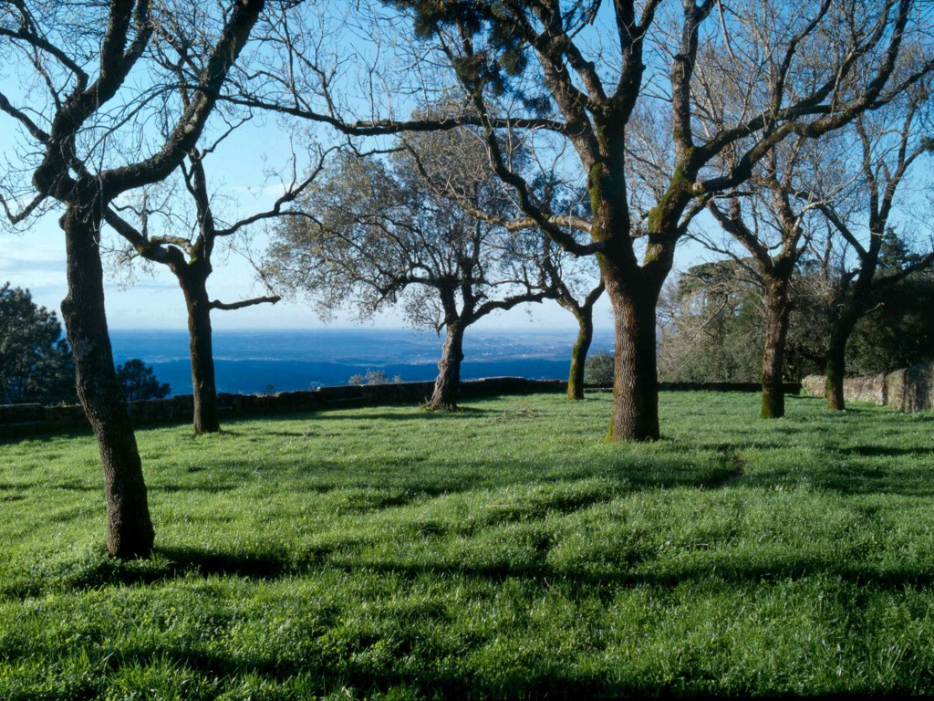 Buçaco National Forest